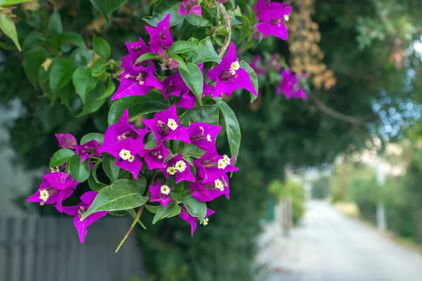 Una Rama Hermosas Flores Moradas Bougainvillea Día Soleado Grecia Enfoque — Foto de Stock