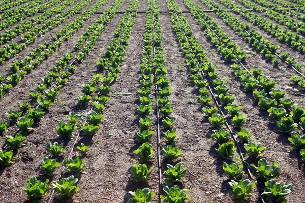 Gros Plan Champ Fraîchement Labouré Avec Des Germes Printemps — Photo