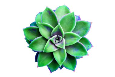 Güzel yeşil sulu. Sempervivum. Beyazda izole edilmiş.