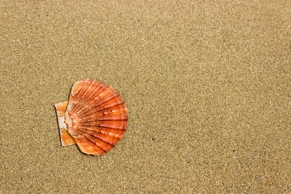 Coquillages Lumineux Sur Sable Propre Plage Mer Concept Vacances Vacances — Photo