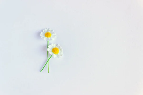 Flor Manzanilla Margarita Blanca Sobre Fondo Blanco Naturaleza Muerta Creativa — Foto de Stock