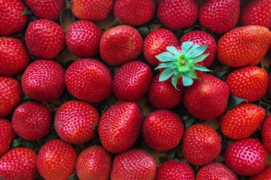Tahta bir kutuda büyük çilekler. Taze organik böğürtlen, bahçeden sağlıklı yiyecekler..