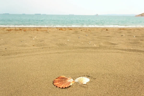 Coquillages Lumineux Sur Sable Propre Plage Mer Concept Vacances Vacances — Photo