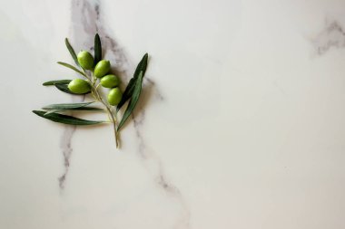 Dal üzerinde olgun yeşil zeytin. Boşluğu kopyala.