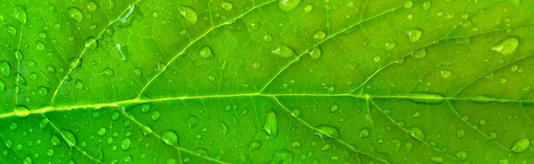 Fechar Folha Verde Com Gotas Água Natureza Ecologia Design Abstrato — Fotografia de Stock