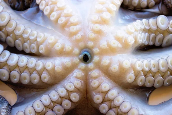 Tüm çiğ ahtapot beyaz bir taş masanın üzerinde. Konsept: Sağlıklı yiyecekler, taze deniz ürünleri. Seçici odak.      