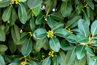 Ficus rubiginosa, Avustralya 'da yetişen bir bitki türüdür. Yeşil doğal arkaplan