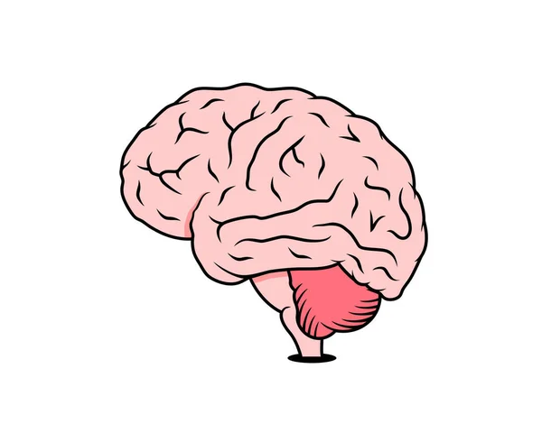 Logo Ilustrace Vektoru Lidského Mozku — Stockový vektor