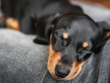 Şirin siyah dachshund köpeği.