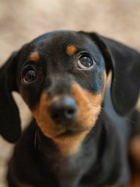 Tahta bir arka planda siyah köpek yavrusu.