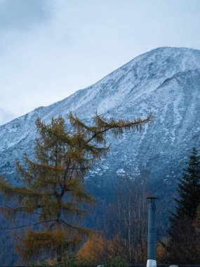 Dağlarda bir ağacı olan güzel bir manzara.