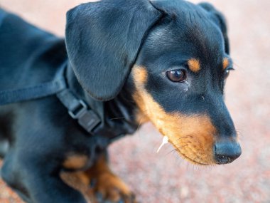 Parktaki şirin dachshund. sonbahar parkı.