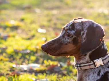 Yetişkin bir köpeğin portresi