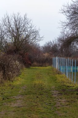 Kış doğa manzarası ağacı, çimen ve gömme