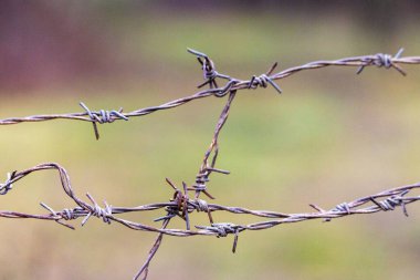 Dikenli telli bir çit..