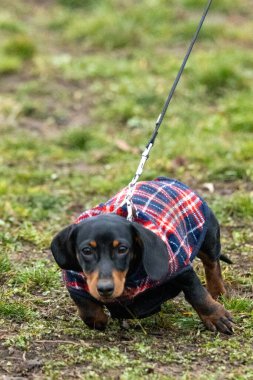 Sonbaharda dachshund köpeği