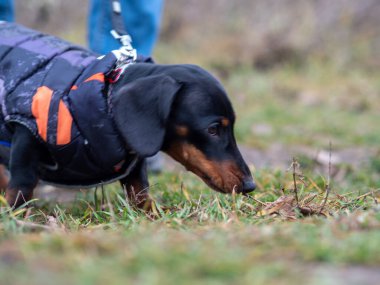 Kış yürüyüşünde dachshund