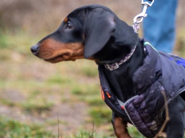 Tasmalı siyah bir köpeğin portresi..