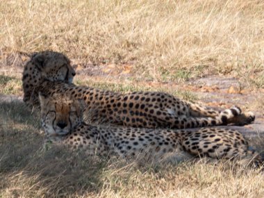 otların arasında yalan çita