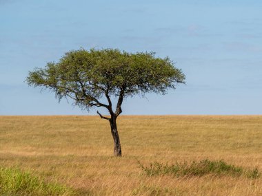 Tarlada yalnız bir ağaç.