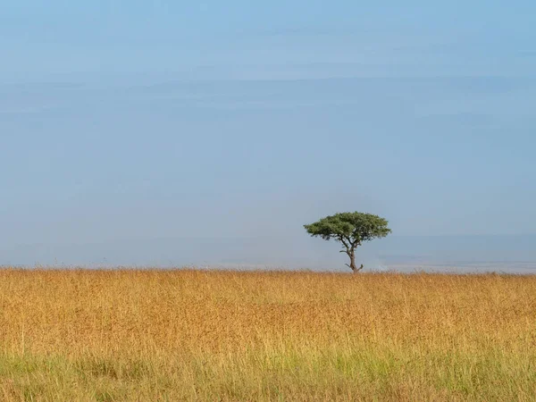 Kenya savanasının manzarası.