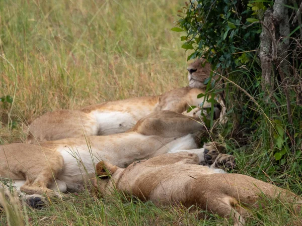 Dişi aslan vahşi doğada dinleniyor.