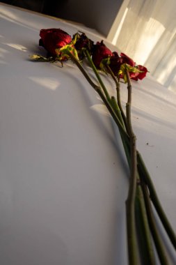 ölü kırmızı güller, aşkın sonu, ölümün sembolü