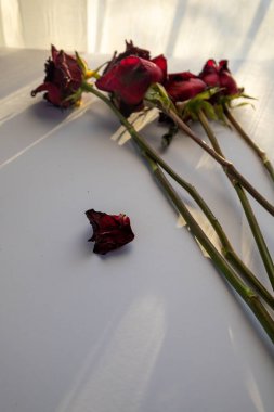 ölü kırmızı güller, aşkın sonu, ölümün sembolü