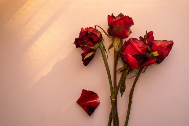 ölü kırmızı güller, aşkın sonu, ölümün sembolü