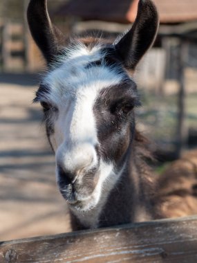 Macar hayvan parkında vahşi hayvanlar. Ayı, aslan, kurt, tavşan, geyik, hayvan leşi, doğal park