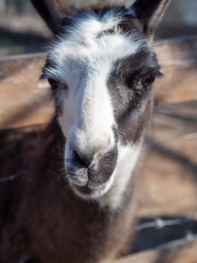 Macar hayvan parkında vahşi hayvanlar. Ayı, aslan, kurt, tavşan, geyik, hayvan leşi, doğal park