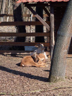 Macar hayvan parkında vahşi hayvanlar. Ayı, aslan, kurt, tavşan, geyik, hayvan leşi, doğal park