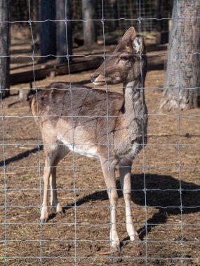 Macar hayvan parkında vahşi hayvanlar. Ayı, aslan, kurt, tavşan, geyik, hayvan leşi, doğal park