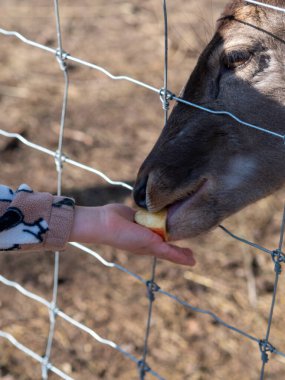Macar hayvan parkında vahşi hayvanlar. Ayı, aslan, kurt, tavşan, geyik, hayvan leşi, doğal park