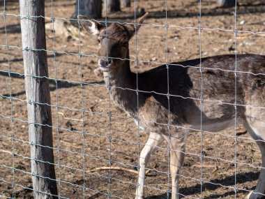 Macar hayvan parkında vahşi hayvanlar. Ayı, aslan, kurt, tavşan, geyik, hayvan leşi, doğal park