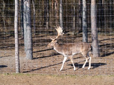 Macar hayvan parkında vahşi hayvanlar. Ayı, aslan, kurt, tavşan, geyik, hayvan leşi, doğal park