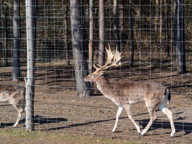 Macar hayvan parkında vahşi hayvanlar. Ayı, aslan, kurt, tavşan, geyik, hayvan leşi, doğal park