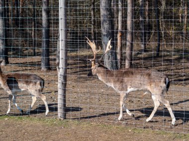 Macar hayvan parkında vahşi hayvanlar. Ayı, aslan, kurt, tavşan, geyik, hayvan leşi, doğal park