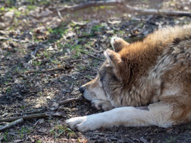 Macar hayvan parkında vahşi hayvanlar. Ayı, aslan, kurt, tavşan, geyik, hayvan leşi, doğal park