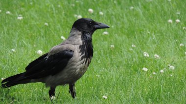 Yeşil çayır üzerinde gri büyük kuzgun