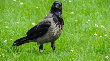 Yeşil çayır üzerinde gri büyük kuzgun