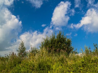 Uzun otların olan bir alana yaz manzaraya
