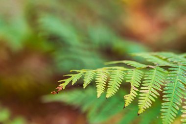 Extreme close-up of the tip of a fern against a blurred background of green and gold tones. Horizontal image with ample copy space and soft lighting that creates a natural and relaxing atmosphere.
