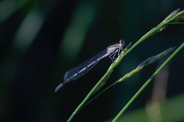 Yaz sabahı vakti, su kenarında yusufçuk