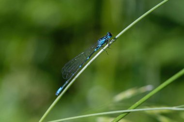 Yaz sabahı vakti, su kenarında yusufçuk