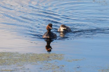 Siyah boyunlu ve civcivli yunus suyun üzerinde oturuyor