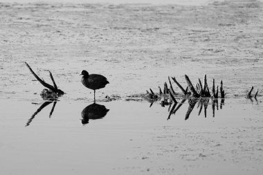 Avrasyalı yaban ördeği ve su üstünde civciv