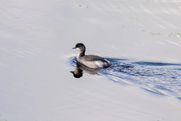 Het kuiken van Black-necked grebe zit op het water — Stockfoto