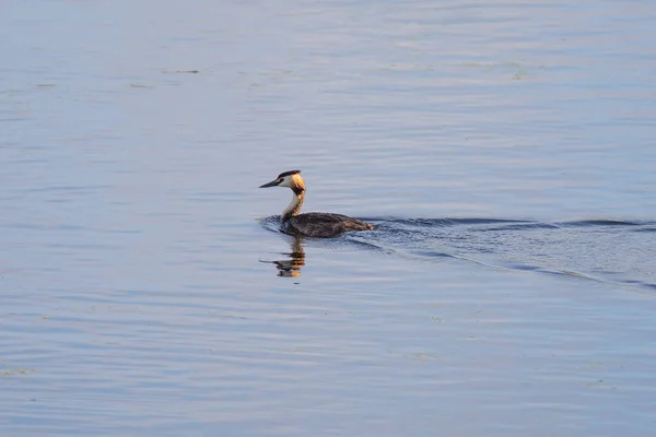 A nagy kérges Grebe a vízen a reggeli nyári fényben — Stock Fotó