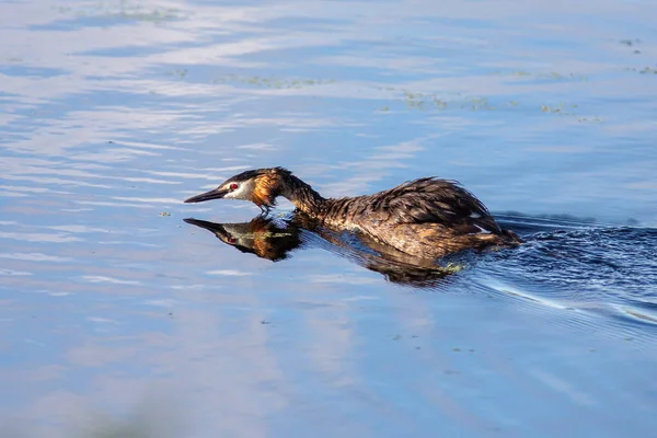 Büyük ibikli yaban ördeği yaz güneşinin altında.